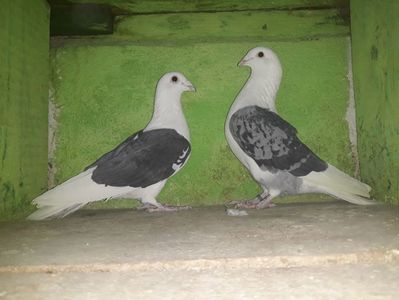 Vanduti