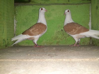 Vanduti
