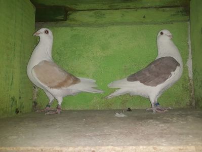 Vanduti