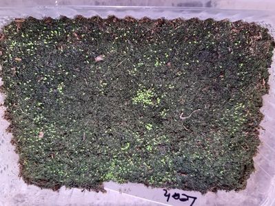 08.02.2020; Planta mamă Yf’s Leah
