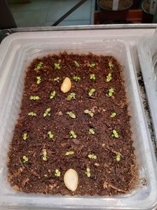 BriD’s Kohleria 2020; 6.03.2020
