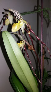 paphiopedilum "philippinense"