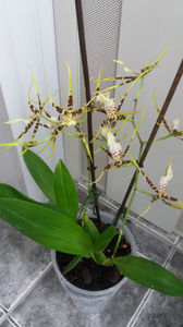 brassia "toscane"