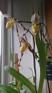 paphiopedilum "philippinense"