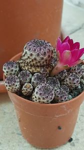 Sulcorebutia rauschii f. violacidermis