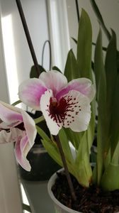 miltoniopsis "Benito que eternity"