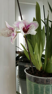 miltoniopsis "Benito que eternity"