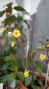 Yellow Beauty