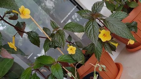 Yellow Beauty