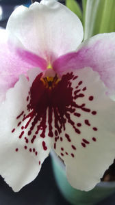 miltoniopsis "Benito que eternity"
