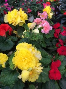 6.06.2020- begonia