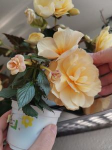 26.06.2020-RF‘s Tropicana+Begonie; Begonia 'preferata mea' a plecat la prietena noastră și sper din tot sufletul să facă flori frumoase la ea❤️❤️❤️
