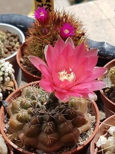 Gymnocalycium baldianum