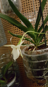 angraecum "Lady Lisa"x sesquipedale