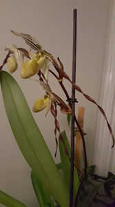 paphiopedilum "philippinense"