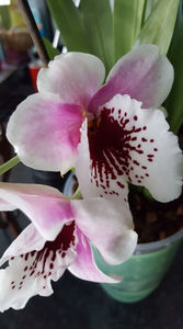 miltoniopsis "Benito que eternity"
