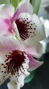 miltoniopsis "Benito que eternity"