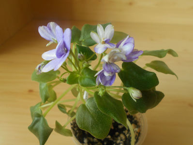 Rob s Humty Doo sport