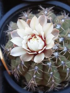 Gymnocalycium quehlianum