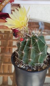 Hamatocactus setispinus