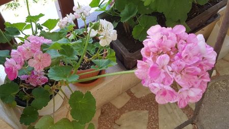 Mosaic pink