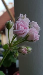 Millfield Rose