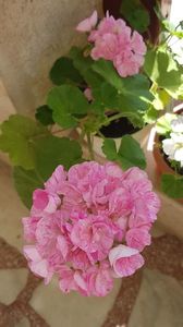 Mosaic pink