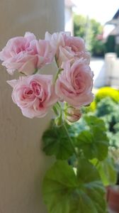 Millfield Rose