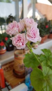 Millfield Rose