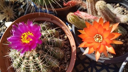 Notocactus uebelmaniannus si Chamaecereus silvestrii