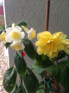 13.06.2020-Begonia+MM’s Andul