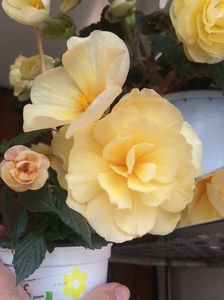 26.06.2020-RF’s Tropicana+Begonia