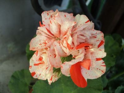 Orange glitter