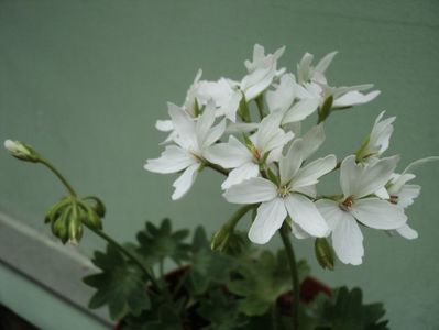 Arctic star
