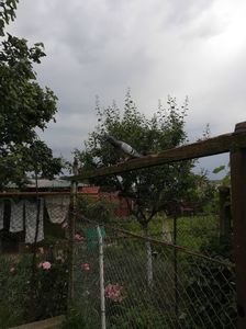 Fond wloszcowa 25.06.20; Al doilea zmeu venit la unul din cele mai dificile concursuri din ultimii ani
