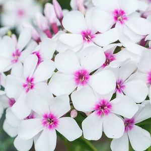 phlox-paniculata-famous-white-eye-g-9