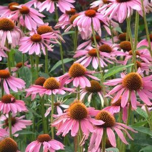 Echinacea-purpurea-magnum