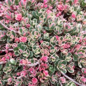 Sedum tricolor