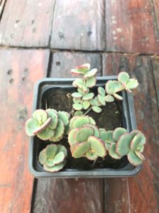 Sedum Siebodii