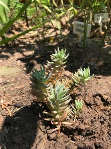 Sedum Sediforme