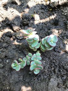 Sedum Sieboldii October Daphne