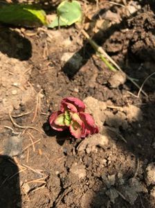 Sedum Spurium Fuldaglut