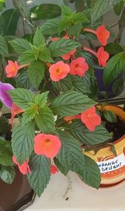 Orange delight