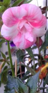 de ieri pana astazi  sa  deschis bine floricica