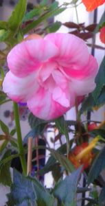 flore destul de mare; o superba
