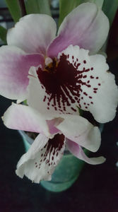 miltoniopsis "Benito que eternity"