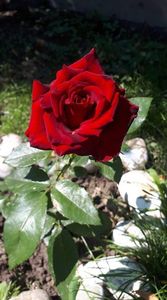 received_703266093796887