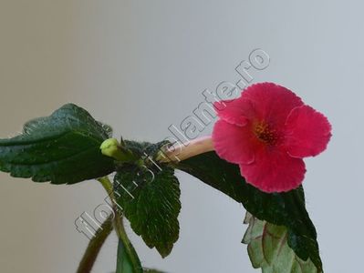 Achimenes Tropical Punch