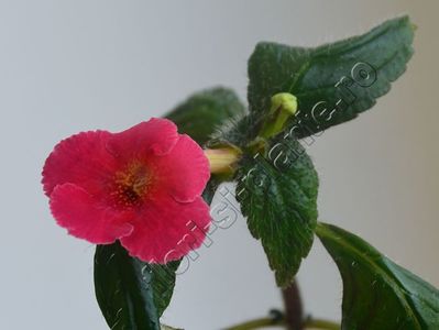 Achimenes Tropical Punch