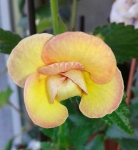 9 - Peach Orchard